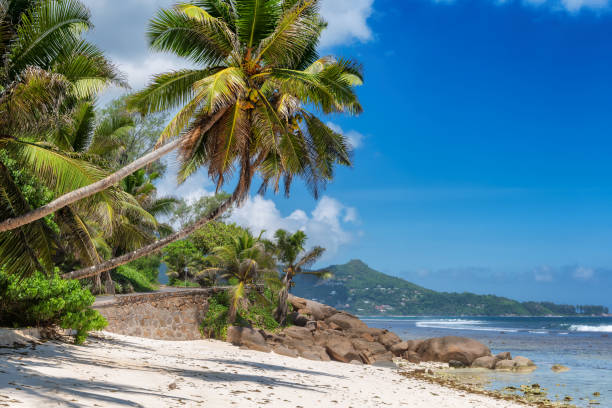 istock Sunny beach in Seychelles island. 1300963397