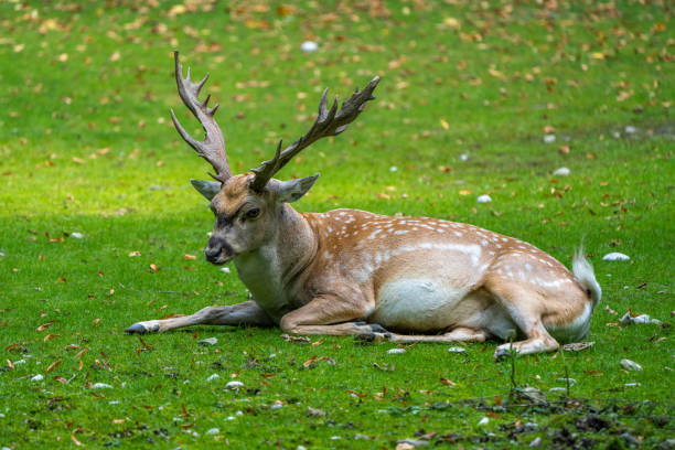istock The fallow deer, Dama mesopotamica is a ruminant mammal 1300963965