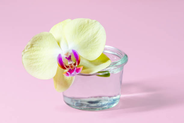 phalaenopsis orchid plant blossom ou moth orchid in glass pot. - flower pot vase purple decor photos et images de collection