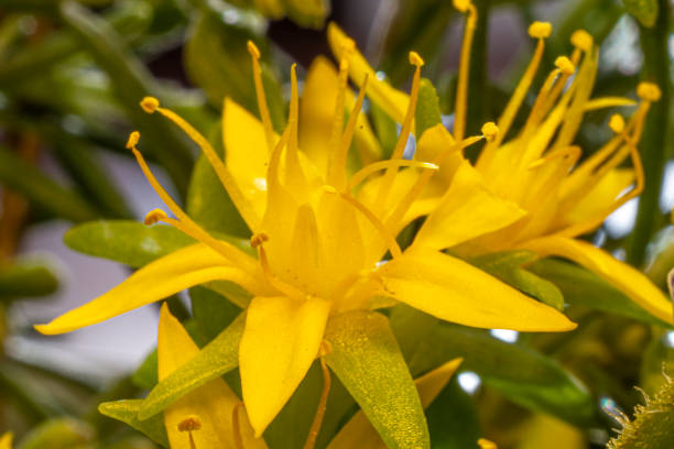 istock Sedum acre yellow flower 1300965965