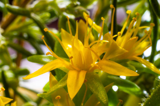 istock Sedum acre yellow flower 1300965983
