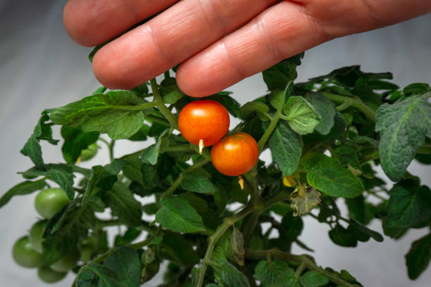 光の背景にポットで家庭栽培のためのマイクロトマト - evolution progress unripe tomato ストックフォトと画像