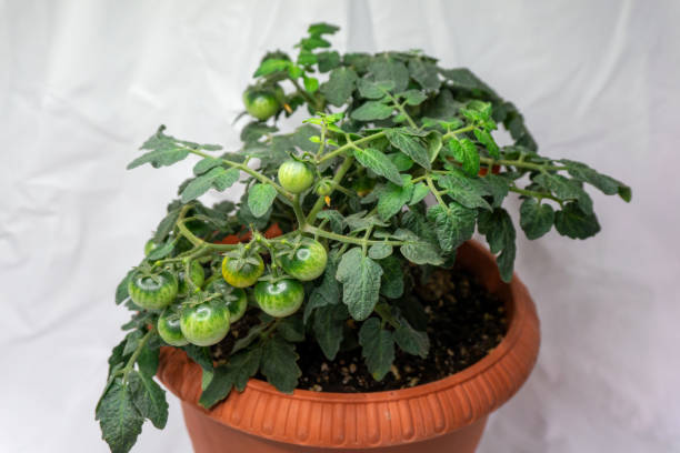 가벼운 배경에 냄비에 가정 재배를위한 마이크로 토마토 - evolution progress unripe tomato 뉴스 사진 이미지