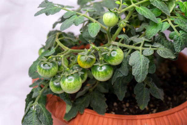 가벼운 배경에 냄비에 가정 재배를위한 마이크로 토마토 - evolution progress unripe tomato 뉴스 사진 이미지