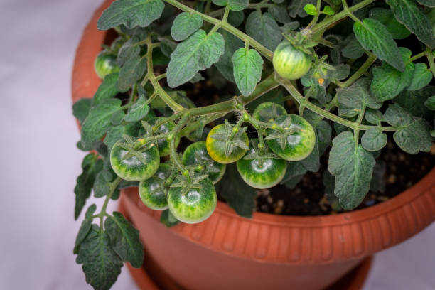 микро помидоры для домашнего выращивания в горшке на светлом фоне - evolution progress unripe tomato стоковые фото и изображения