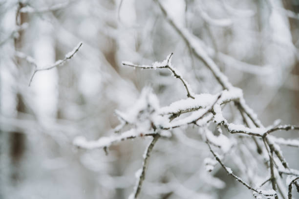 istock Landscape of a snow-covered forest in a snowfall 1300966582