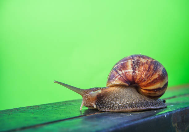 little snail on the  iron fence with color background