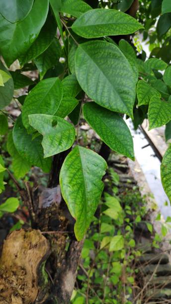 istock he picture of star fruit's tree 1300967662