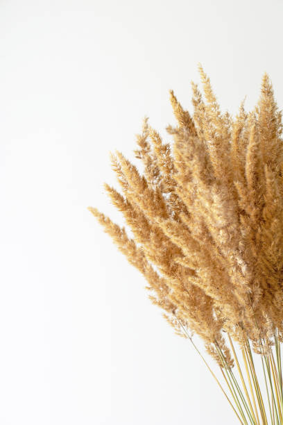 istock Dry reed bouquet on white background 1300968559