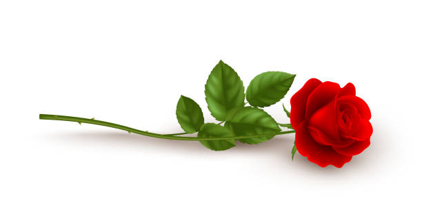 realistische rote rose auf weißem hintergrund liegend. vektor-illustration - rose stock-grafiken, -clipart, -cartoons und -symbole
