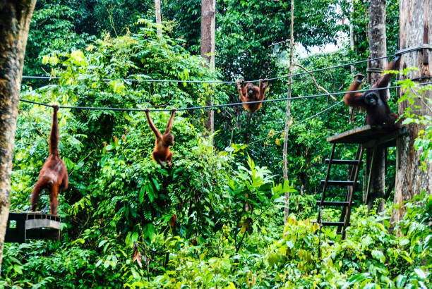 Bornean Orangutans at a rehabilitation area in the rainforest of eastern Sabah Bornean Orangutans at a rehabilitation area in the rainforest of eastern Sabah. kinabatangan river stock pictures, royalty-free photos & images