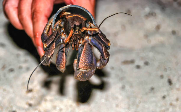 Coconut Crab Birgus latro Coconut Crab Birgus latro Using Artificial Shell, Peleliu Island, Palau, Micronesia coconut crab stock pictures, royalty-free photos & images