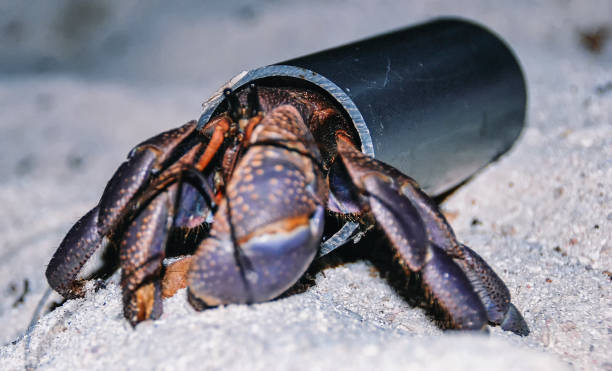 Coconut Crab Birgus latro Coconut Crab Birgus latro Using Artificial Shell, Peleliu Island, Palau, Micronesia coconut crab stock pictures, royalty-free photos & images