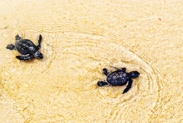 istock Green sea turtle hatchlings 1300971089