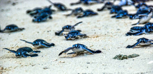 Green Sea Turtle Hatchlings Turtle Hatchlings taking their first steps down the beach and into the ocean green turtle stock pictures, royalty-free photos & images