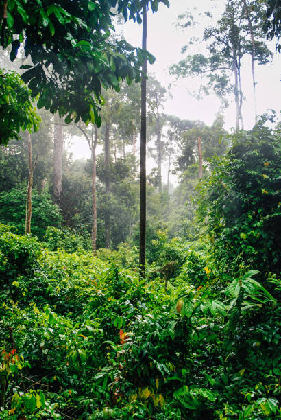 istock Jungle tropical forest along the Kinabatangan River 1300971148