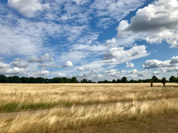 istock Field of hay 1300971460