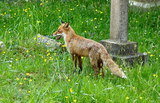 Urban fox in a graveyard. Wild flowers are growing amongst the grass