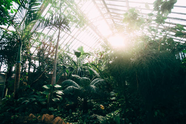 istock Greenhouse with tropical plants. Banana tree, monstera, palms. Sunlight 1300972637