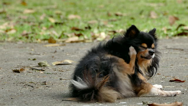 Black long hair male chihuahua dog scratching with paw