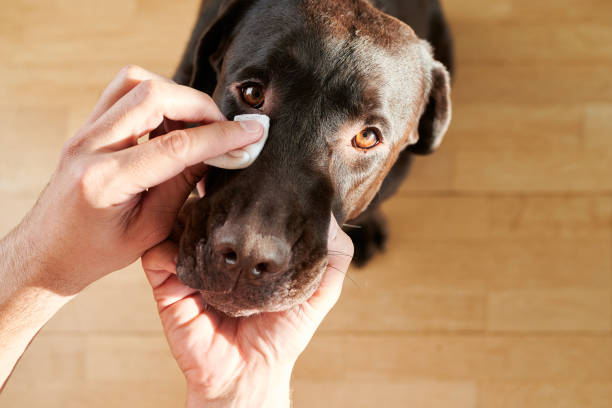 man's hand cleaning his dog's eyes man's hand cleaning his dog's eyes dog grooming stock pictures, royalty-free photos & images