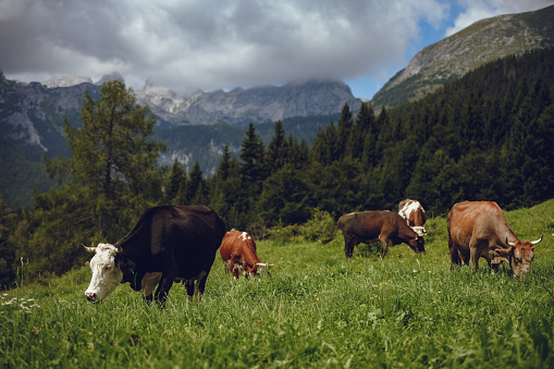 Black and brown domestic cows eating grass in Slovenian Alps