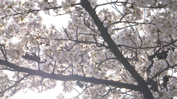 istock BOTTOM UP Budding cherry tree branches stretch over the foggy spring morning sky 1300976273