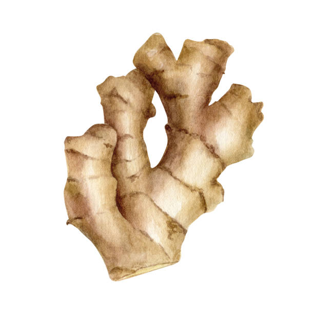 ilustrações de stock, clip art, desenhos animados e ícones de ginger root illustration. hand drawn watercolor ginger rhizome isolated on white background. asian spice plant, ingredient for cooking, medicinal herb. - ginger spice chinese medicine freshness