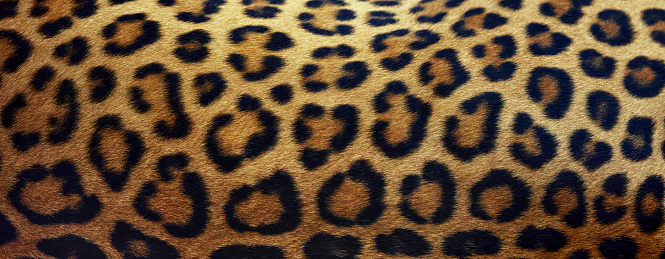Beautiful texture of real leopard skin, Fur Close-up. natural background with Copy Space for Text.