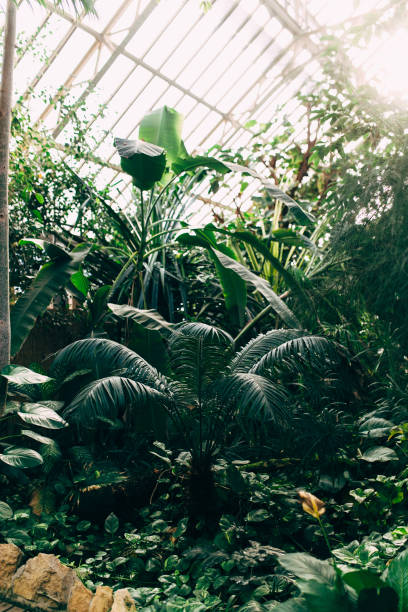 istock Greenhouse with tropical plants. Banana tree, monstera, palms. Sunlight 1300977360