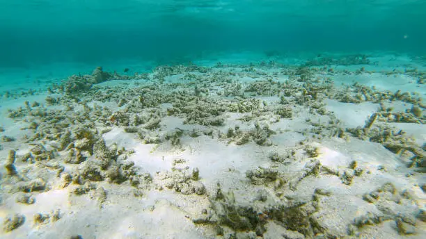 Photo of CLOSE UP: Reef near the island of Himmafushi is destroyed by climate change.