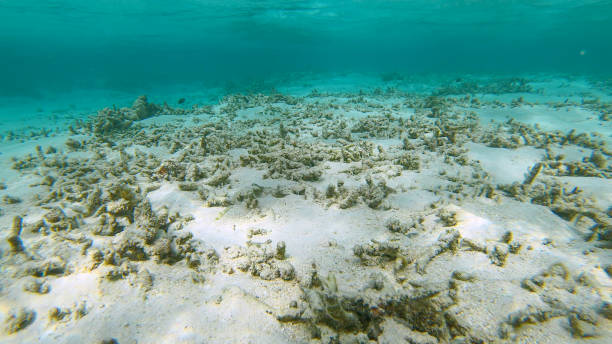 close up: rafa w pobliżu wyspy himmafushi jest zniszczona przez zmiany klimatu. - beach coral close up water zdjęcia i obrazy z banku zdjęć