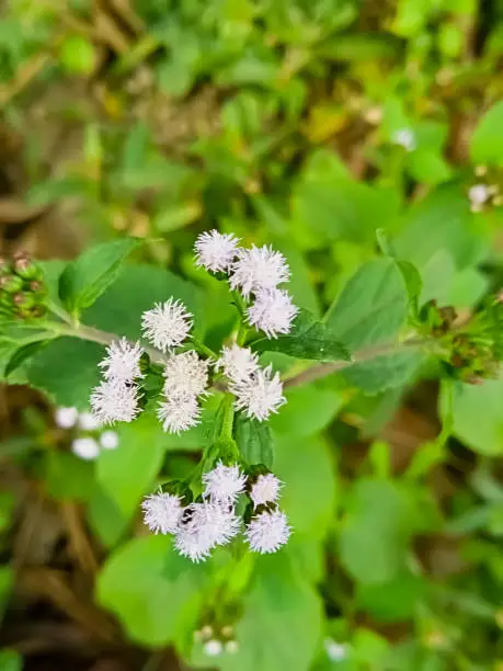 Photo of White flower on the field