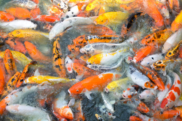istock Colorful fancy koi fish. Carp fish 1300979146