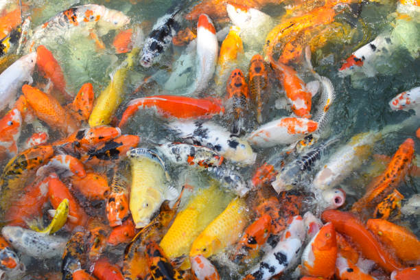 istock Colorful fancy koi fish. Carp fish 1300979725