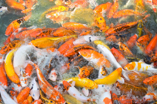 istock Colorful fancy koi fish. Carp fish 1300979731