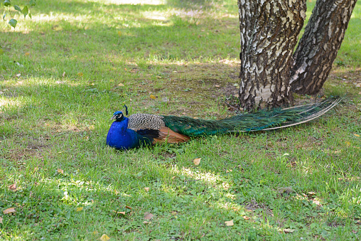 A peacock sits on the grass near a birch tree on a summer day