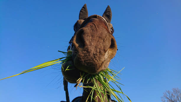 portrait: curieux poulain brun regarde dans l’appareil photo tout en broutant sur une journée ensoleillée. - meadow grazing horse agriculture photos et images de collection