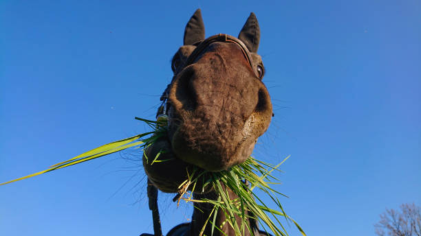 PORTRAIT: Curious brown colt looks into camera while grazing on a sunny day. CLOSE UP PORTRAIT: Curious brown colt looks into camera while grazing on a sunny day. Funny shot of an adult horse chewing on a bunch of grass while enjoying a warm summer day in idyllic countryside. grazing photos stock pictures, royalty-free photos & images