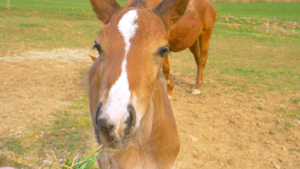 CLOSE UP: Baby horse comes close to a person trying to feed it some grass. CLOSE UP, DOF: Adorable baby horse comes close to a person trying to feed it some grass. Curious chestnut foal sniffs a bunch of grass held by an unrecognizable person trying to feed the horses. newborn horse stock pictures, royalty-free photos & images