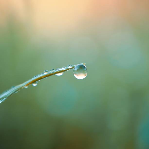 istock drop on the green grass leaf in rainy days, green background 1300980369