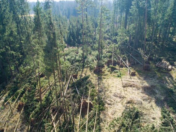 istock DRONE Windsnapped spruce and pine trees are left scattered after hurricane winds 1300980419