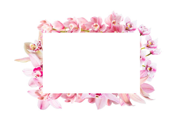 Pink orchid flowers on pink background, copy space.