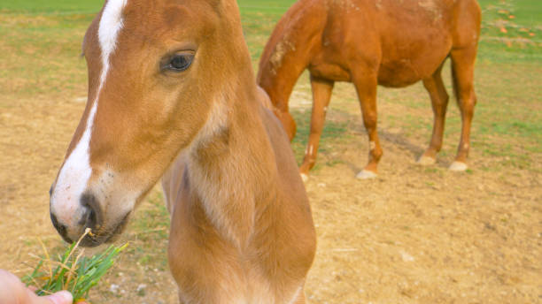 CLOSE UP: Curious foal sniffs a bunch of grass held by unrecognizable person CLOSE UP, DOF: Curious chestnut foal sniffs a bunch of grass held by an unrecognizable person trying to feed the horses. Adorable baby horse comes close to a person trying to feed it some grass. newborn horse stock pictures, royalty-free photos & images