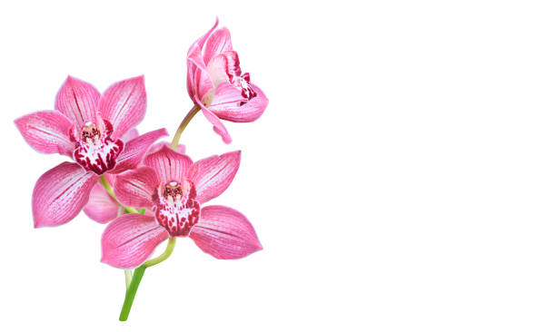istock Pink orchid. Lovely tropical flower isolated on white. Save path. 1300980493