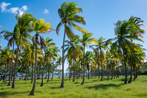 Scenic shot of a large palm tree park on a windy summer day in the Caribbean. Strong ocean winds blow across a palm tree plantation on the lush green shore of Barbados. Tropical paradise island.
