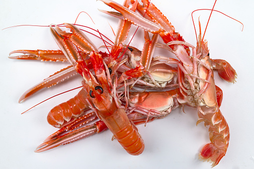 Norway lobster are one of the most expensive and most appreciated seafood