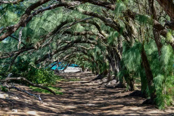 Photo of Tropical tree branches stretching over a trail create a grand entrance to beach