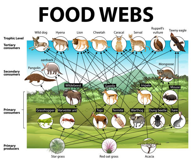bildbanksillustrationer, clip art samt tecknat material och ikoner med utbildning affisch av biologi för livsmedel webs diagram - allätare