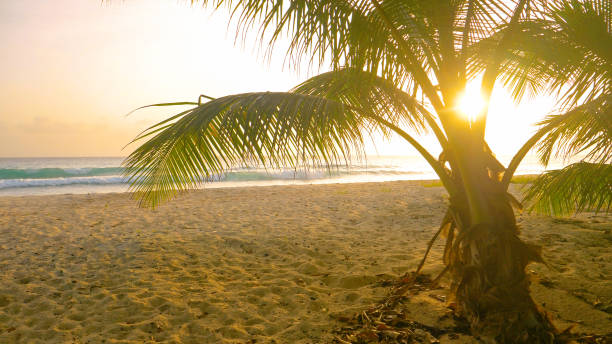 istock LENS FLARE: Morning sun rays shine on a palm tree on a sandy beach in Barbados 1300982326
